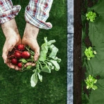 Agrowłóknina ogrodowa 1,6 m x 50 m + 100 szpilek Plonos - zielona